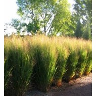RYKŠTĖTOJI SORA (PANICUM VIRGATUM) 'NORTHWIND'