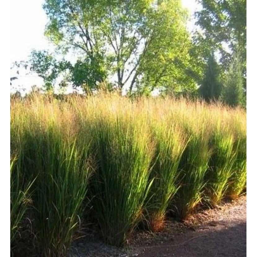 RYKŠTĖTOJI SORA (PANICUM VIRGATUM) 'NORTHWIND' RYKŠTĖTOJI SORA (PANICUM VIRGATUM) 'NORTHWIND'