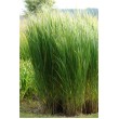 RYKŠTĖTOJI SORA (PANICUM VIRGATUM) 'NORTHWIND' RYKŠTĖTOJI SORA (PANICUM VIRGATUM) 'NORTHWIND'