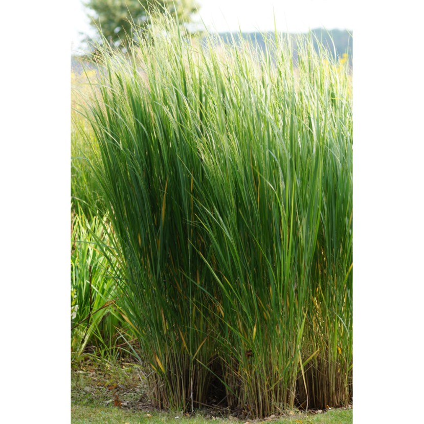 RYKŠTĖTOJI SORA (PANICUM VIRGATUM) 'NORTHWIND' RYKŠTĖTOJI SORA (PANICUM VIRGATUM) 'NORTHWIND'