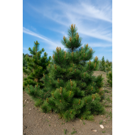 PUŠIS GELTONOJI (PINUS PONDEROSA) PUŠIS GELTONOJI (PINUS PONDEROSA)