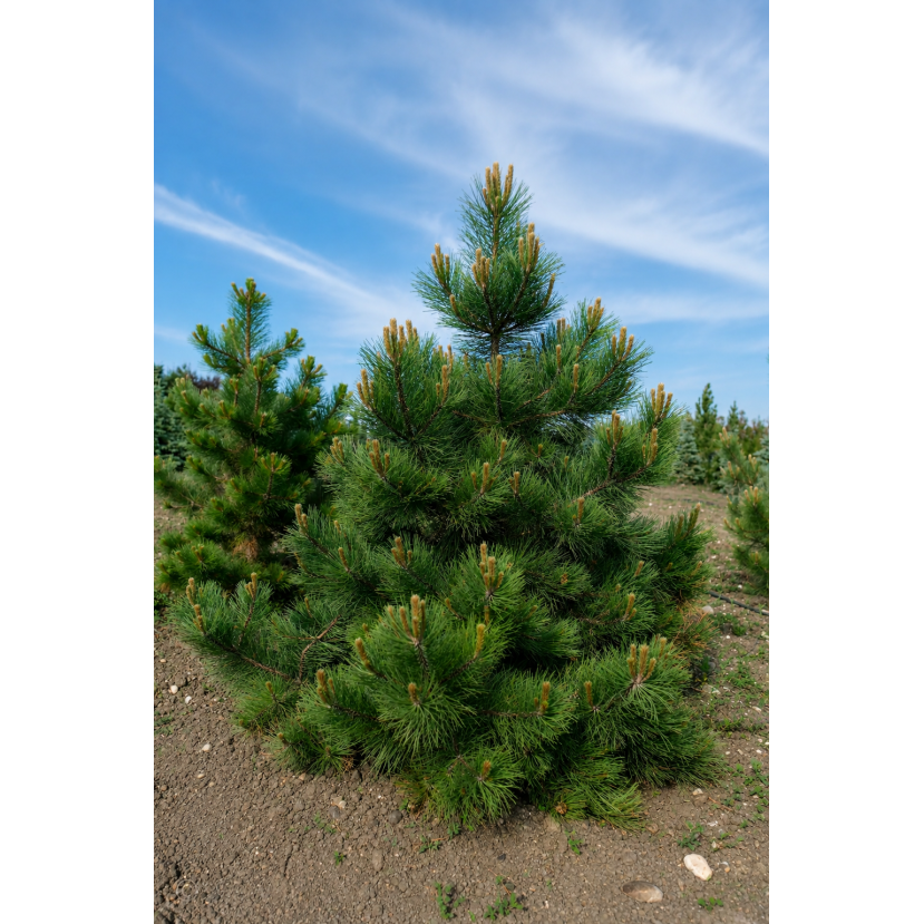 PUŠIS GELTONOJI (PINUS PONDEROSA)