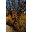 TIBETO VYŠNIA (PRUNUS SERRULA)