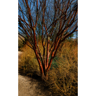 TIBETO VYŠNIA (PRUNUS SERRULA)
