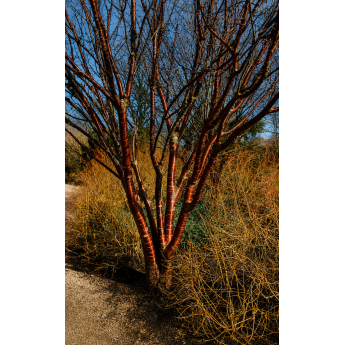 TIBETO VYŠNIA (PRUNUS SERRULA)