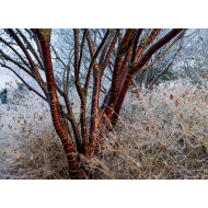 TIBETO VYŠNIA (PRUNUS SERRULA) TIBETO VYŠNIA (PRUNUS SERRULA)