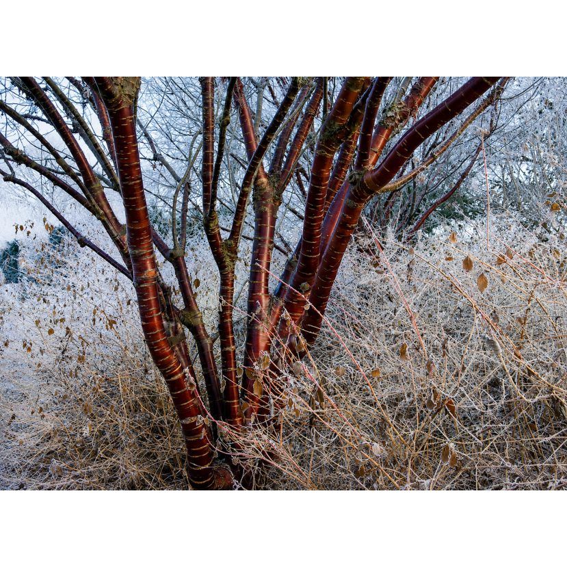 TIBETO VYŠNIA (PRUNUS SERRULA)