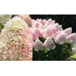 ŠLUOTELINĖ HORTENZIJA (HYDRANGEA PANICULATA) 'CANDY LOVE' ŠLUOTELINĖ HORTENZIJA (HYDRANGEA PANICULATA) 'CANDY LOVE'