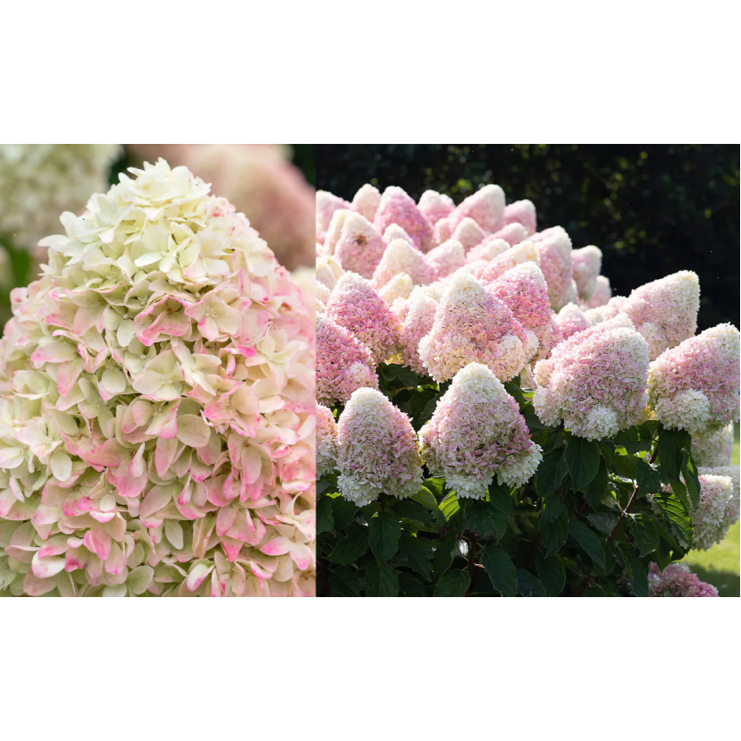ŠLUOTELINĖ HORTENZIJA (HYDRANGEA PANICULATA) 'CANDY LOVE' ŠLUOTELINĖ HORTENZIJA (HYDRANGEA PANICULATA) 'CANDY LOVE'