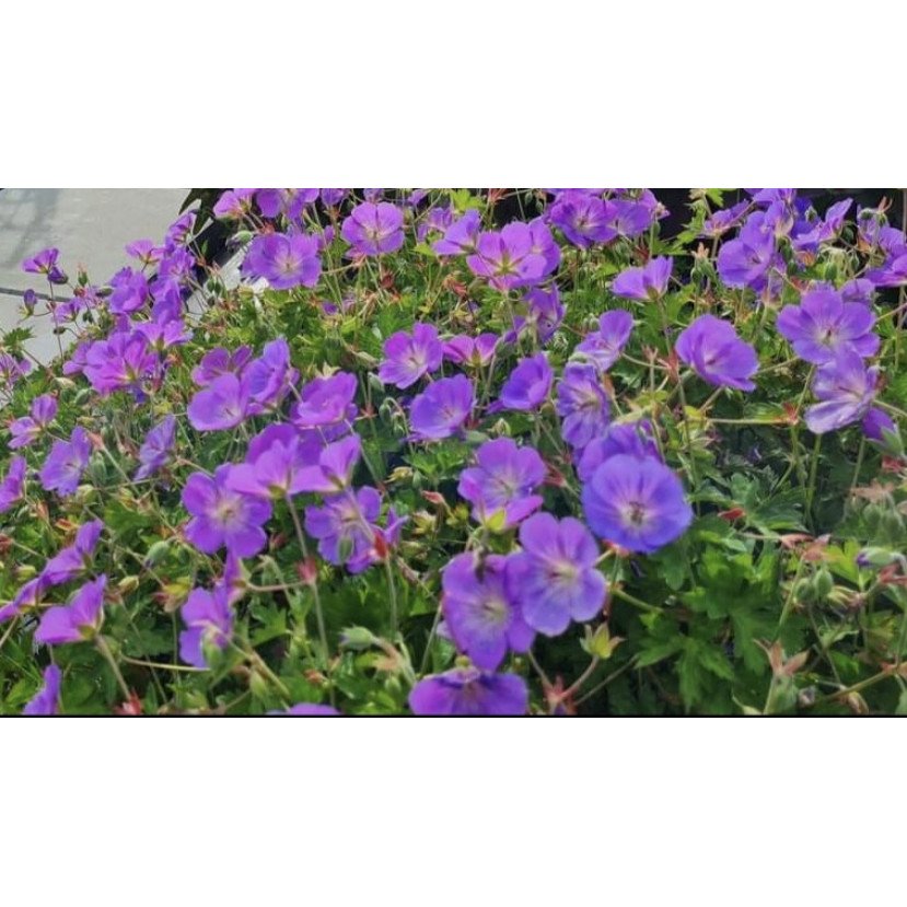 SNAPUTIS (GERANIUM) 'ROZANNE' SNAPUTIS (GERANIUM) 'ROZANNE'