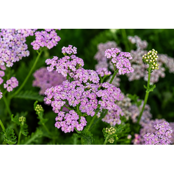 KRAUJAŽOLĖ (ACHILEA MILLEFOLIUM) 'LILAC BEAUTY' KRAUJAŽOLĖ (ACHILEA MILLEFOLIUM) 'LILAC BEAUTY'