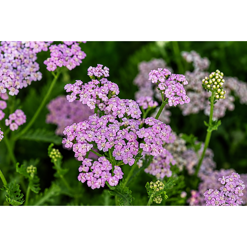 KRAUJAŽOLĖ (ACHILEA MILLEFOLIUM) 'LILAC BEAUTY' KRAUJAŽOLĖ (ACHILEA MILLEFOLIUM) 'LILAC BEAUTY'