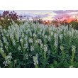 GOJINIS ŠALAVIJAS (SALVIA NEMOROSA) 'ADRIAN'