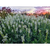 GOJINIS ŠALAVIJAS (SALVIA NEMOROSA) 'ADRIAN'