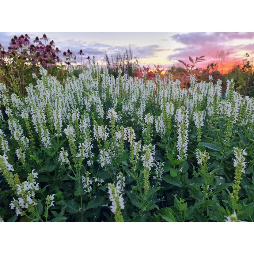 GOJINIS ŠALAVIJAS (SALVIA NEMOROSA) 'ADRIAN'