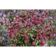 ASTRANCIJA (ASTRANTIA MAJOR) 'RED BUTTON'