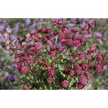 ASTRANCIJA (ASTRANTIA MAJOR) 'RED BUTTON'