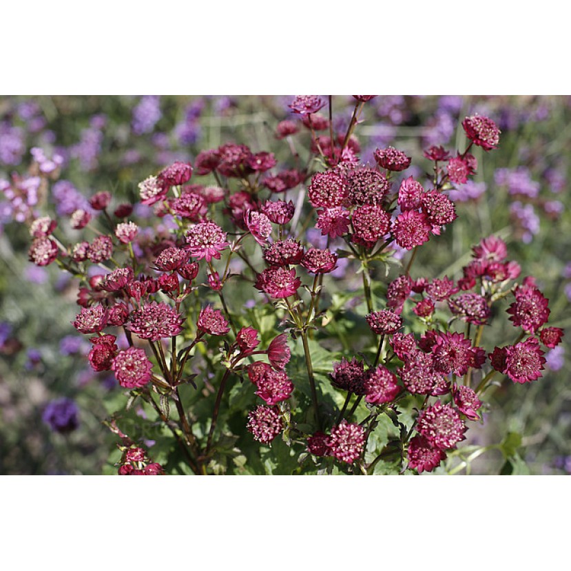 ASTRANCIJA (ASTRANTIA MAJOR) 'RED BUTTON'