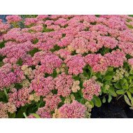 ŠILOKAS (SEDUM SPECTABILE) 'AUTUMN JOY ŠILOKAS (SEDUM SPECTABILE) 'AUTUMN JOY