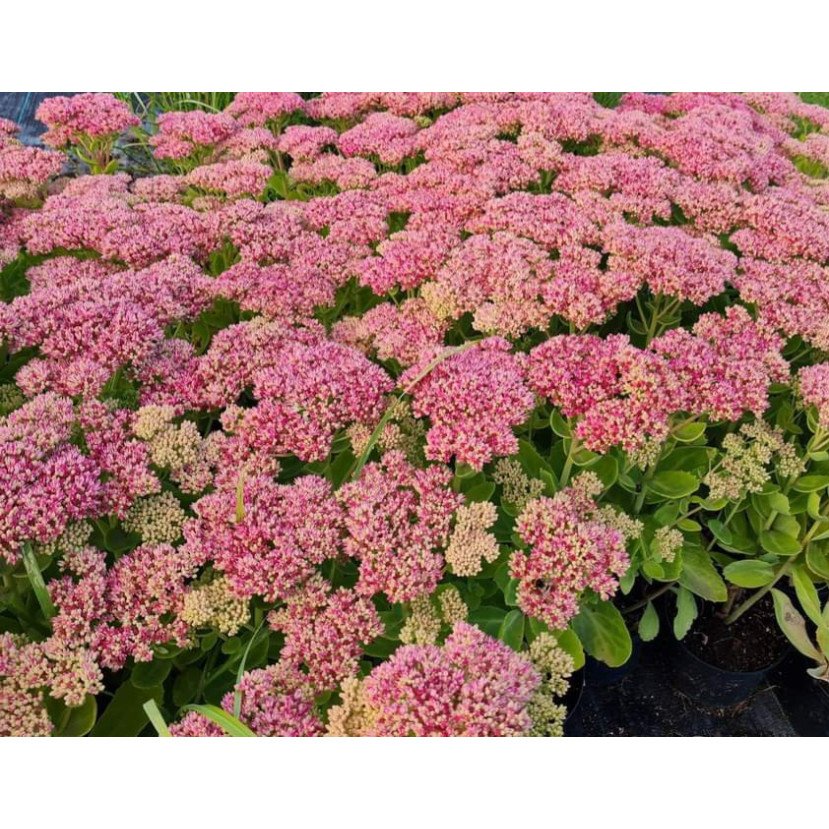 ŠILOKAS (SEDUM SPECTABILE) 'AUTUMN JOY