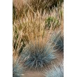 ERAIČINAS MELSVASIS (FESTUCA GLAUCA) 'AZURIT'