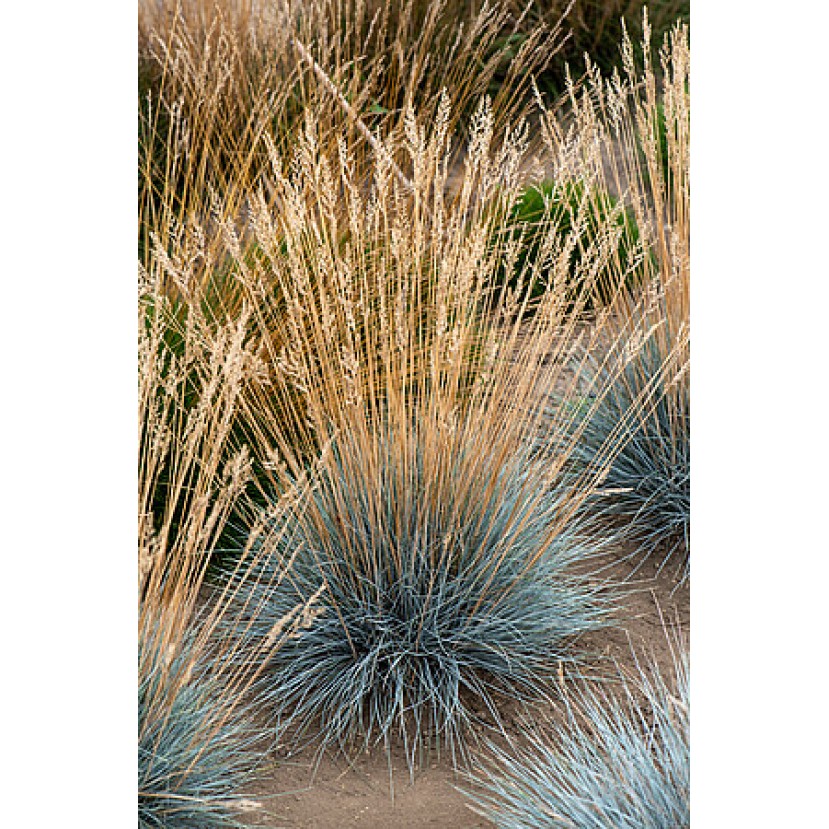 ERAIČINAS MELSVASIS (FESTUCA GLAUCA) 'AZURIT'