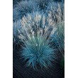 ERAIČINAS MELSVASIS (FESTUCA GLAUCA) 'AZURIT'