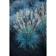 ERAIČINAS MELSVASIS (FESTUCA GLAUCA) 'AZURIT'