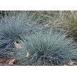 ERAIČINAS MELSVASIS (FESTUCA GLAUCA) 'AZURIT'