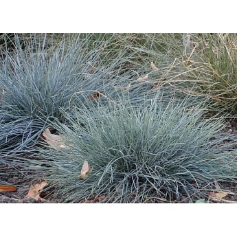 ERAIČINAS MELSVASIS (FESTUCA GLAUCA) 'AZURIT'
