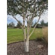 HIMALAJINIS BERŽAS (BETULA UTILIS)