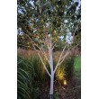 HIMALAJINIS BERŽAS (BETULA UTILIS)