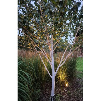 HIMALAJINIS BERŽAS (BETULA UTILIS)