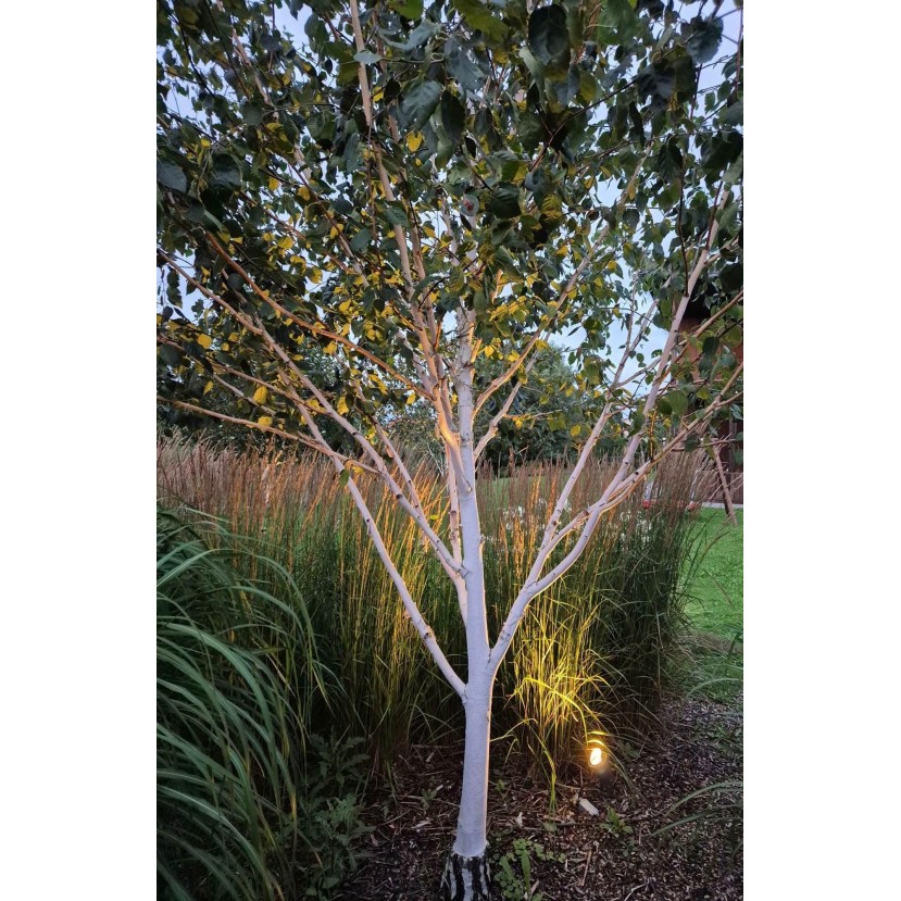 HIMALAJINIS BERŽAS (BETULA UTILIS)