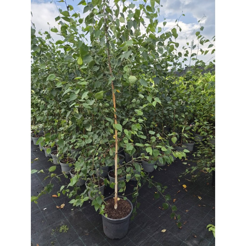 HIMALAJINIS BERŽAS (BETULA UTILIS)