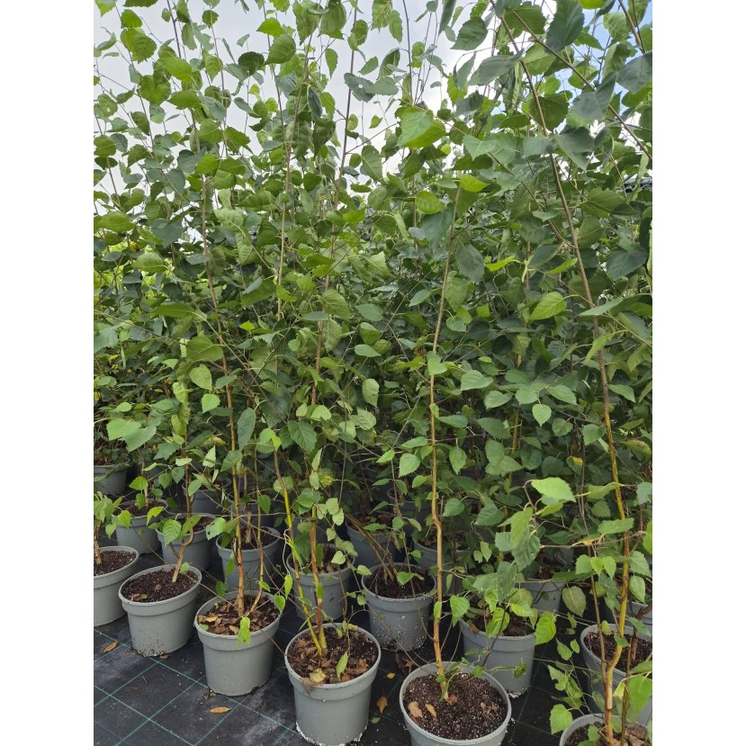 HIMALAJINIS BERŽAS (BETULA UTILIS)