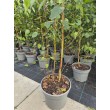 HIMALAJINIS BERŽAS (BETULA UTILIS)