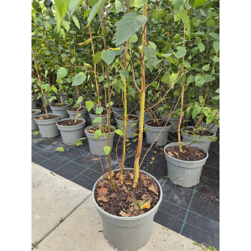 HIMALAJINIS BERŽAS (BETULA UTILIS)