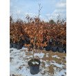 BUKAS PAPRASTASIS (FAGUS SYLVATICA) BUKAS PAPRASTASIS (FAGUS SYLVATICA)
