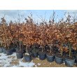 BUKAS PAPRASTASIS (FAGUS SYLVATICA) BUKAS PAPRASTASIS (FAGUS SYLVATICA)
