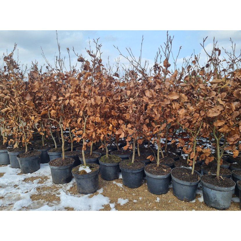 BUKAS PAPRASTASIS (FAGUS SYLVATICA) BUKAS PAPRASTASIS (FAGUS SYLVATICA)