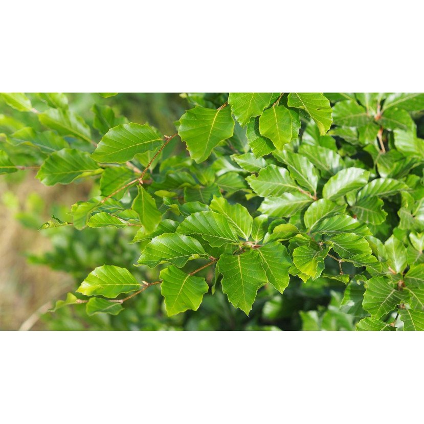 BUKAS PAPRASTASIS (FAGUS SYLVATICA) BUKAS PAPRASTASIS (FAGUS SYLVATICA)