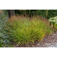 LENDRŪNAS (CALAMAGROSTIS SPLENDENS) 'CHEJU-DO'