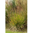 LENDRŪNAS (CALAMAGROSTIS SPLENDENS) 'CHEJU-DO' LENDRŪNAS (CALAMAGROSTIS SPLENDENS) 'CHEJU-DO'