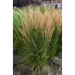 SMAILIAŽIEDIS LENDRŪNAS (CALAMAGROSTIS X ACUTIFLORA) 'KARL FOERSTER'