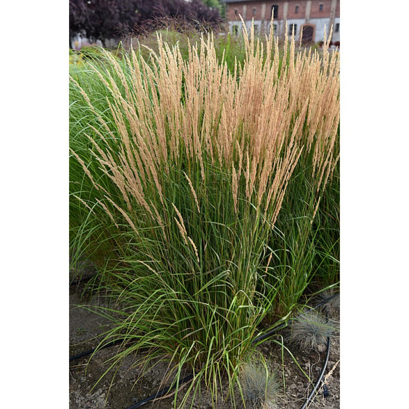 SMAILIAŽIEDIS LENDRŪNAS (CALAMAGROSTIS X ACUTIFLORA) 'KARL FOERSTER'
