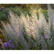 KORĖJINIS LENDRŪNAS (CALAMAGROSTIS BRACHYTRICHA)