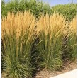SMAILIAŽIEDIS LENDRŪNAS (CALAMAGROSTIS X ACUTIFLORA) 'KARL FOERSTER'