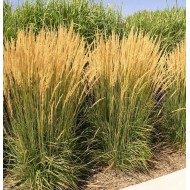 SMAILIAŽIEDIS LENDRŪNAS (CALAMAGROSTIS X ACUTIFLORA) 'KARL FOERSTER'