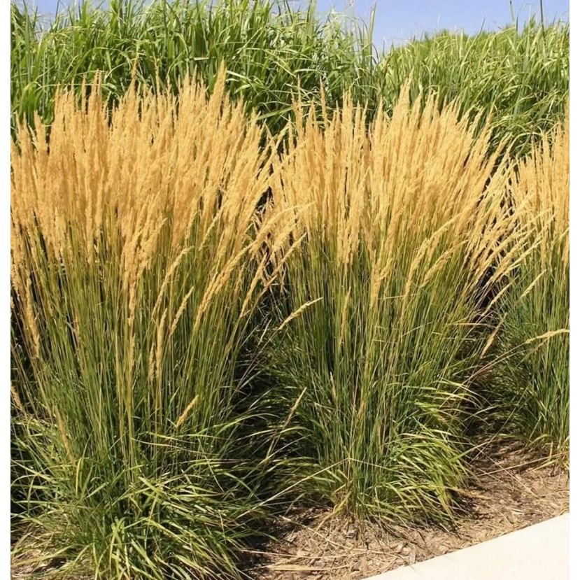 SMAILIAŽIEDIS LENDRŪNAS (CALAMAGROSTIS X ACUTIFLORA) 'KARL FOERSTER'